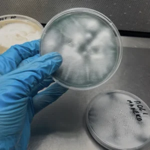 Cepa madre de Ostra Rey Perla Negra en PDA