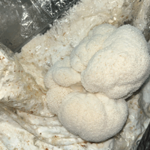 Kit de Melena de León Beard