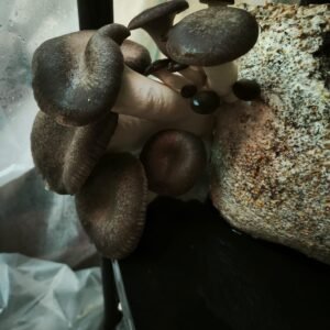 Kit de cultivo de Ostra Rey Perla Negra