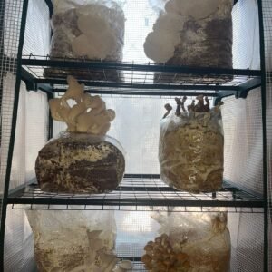 Kit de cultivo invernadero