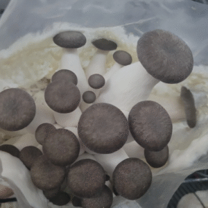 Granos colonizados de Ostra Rey Perla Negra