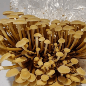 Granos colonizados de Enoki