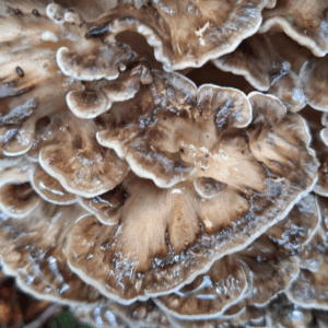 Granos colonizados de Maiitake