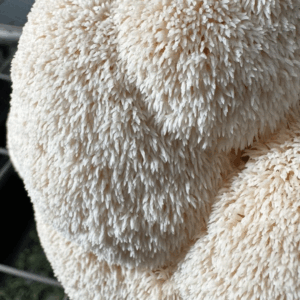 Granos melena de León