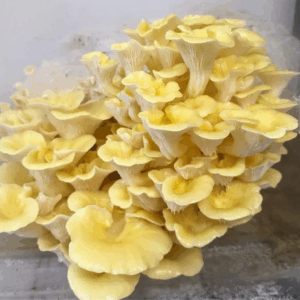 Kit de ostra amarillo