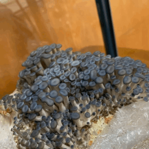 Kit de cultivo de Ostra Azul