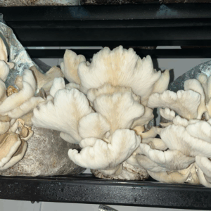 Granos colonizados de Ostra Pulmonaris