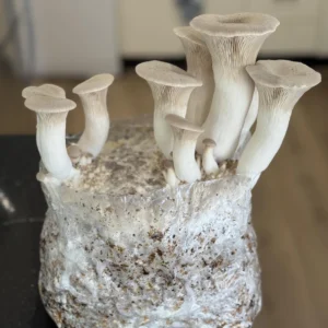 Granos colonizados de Ostra Rey