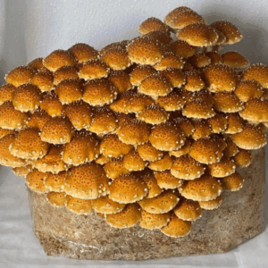 Granos de Pholiota Adiposa (Chestnut)