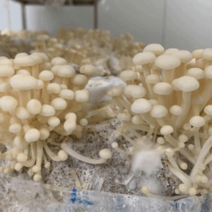 Granos colonizados de Shiameji